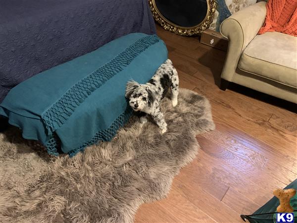 Poodle female dog